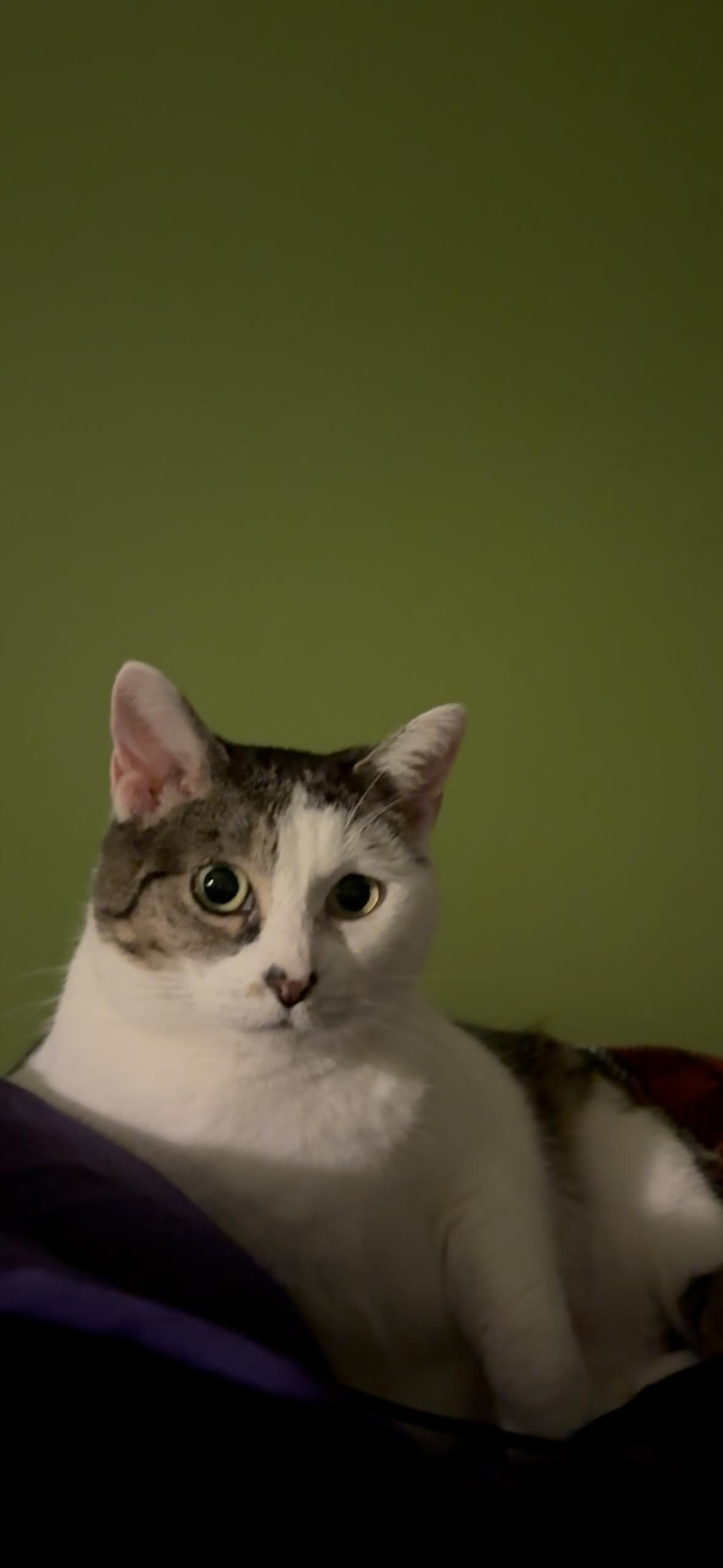 Enlarge Cleo, a Adoptable Domestic Short Hair in Lauderhill, FL image 4/4