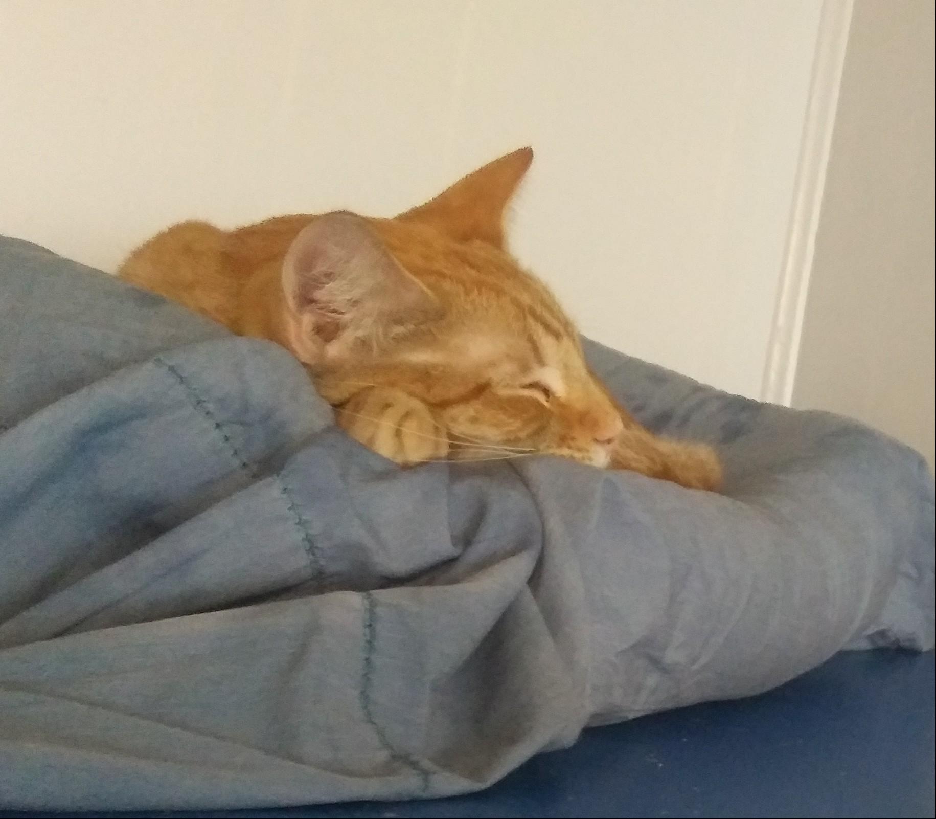 Enlarge Satsuma, a Adoptable Domestic Short Hair in Port Wentworth, GA image 2/2