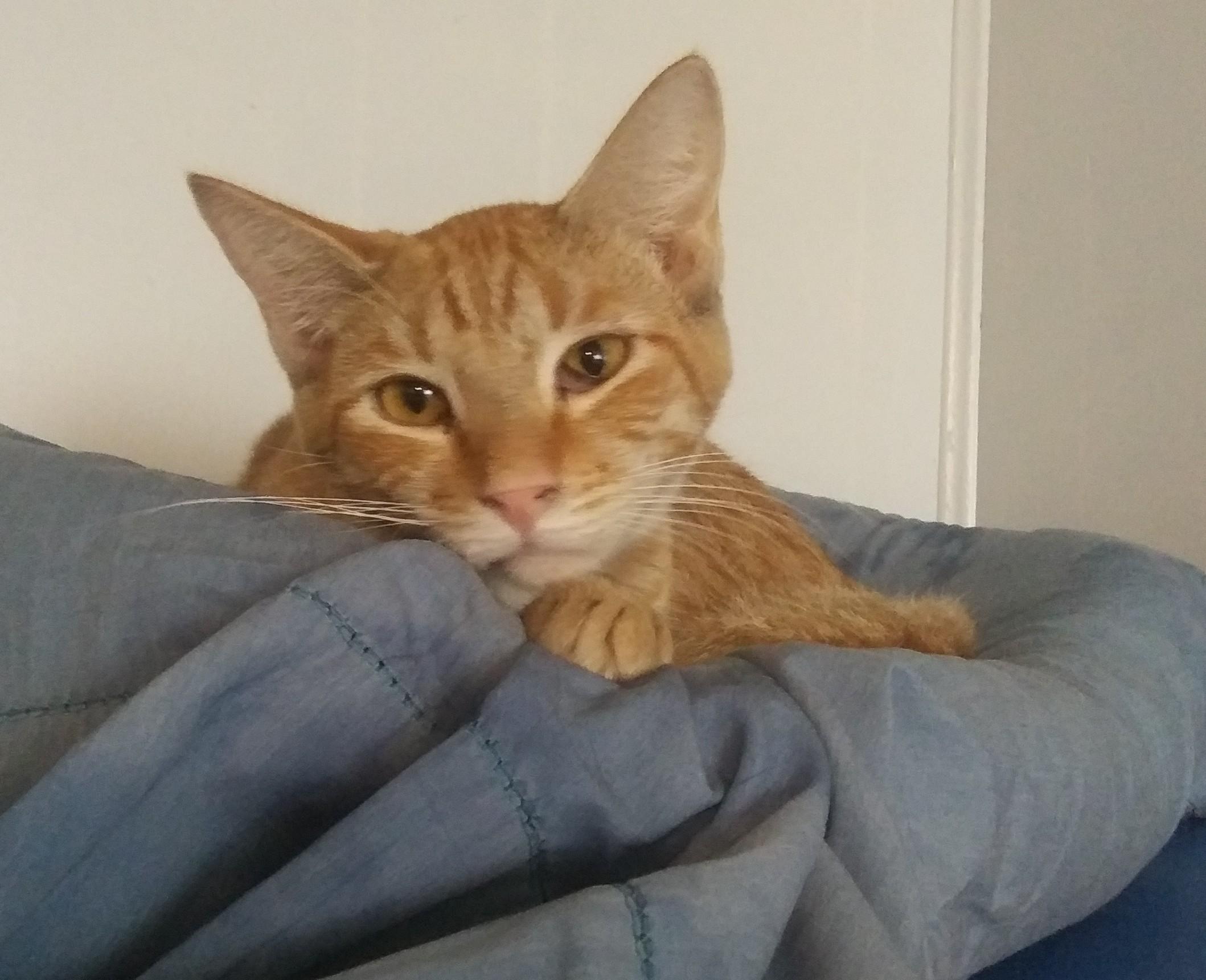 Satsuma, Adoptable, Young Male Domestic Short Hair.