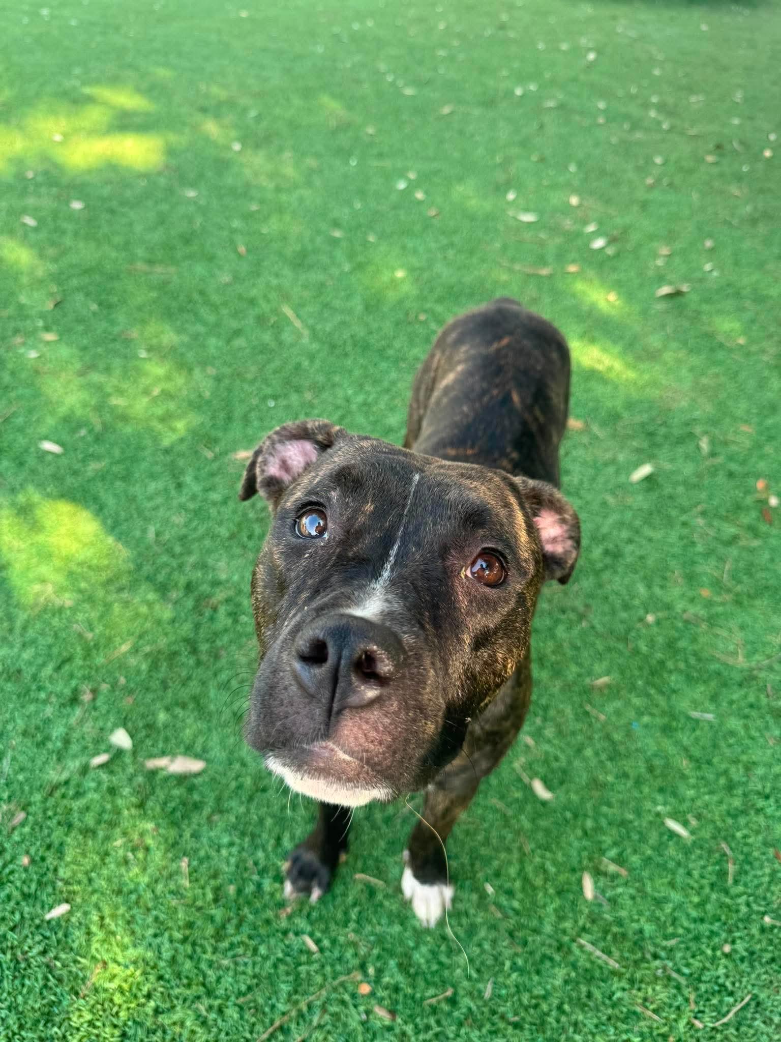 Cricket, a ADOPTABLE mixed breed in Wando, SC image 1/6