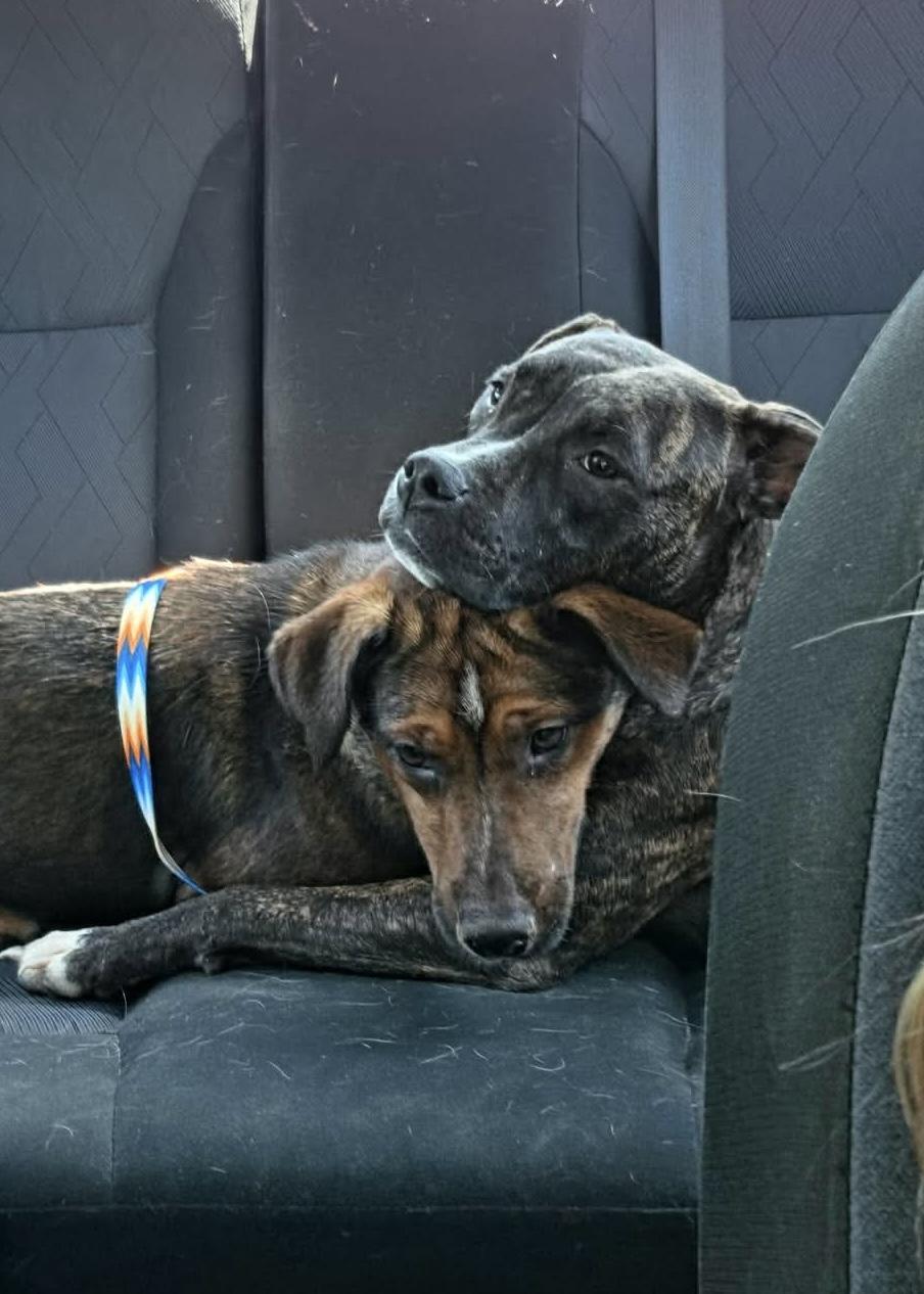 Cricket, a ADOPTABLE mixed breed in Wando, SC image 4/6