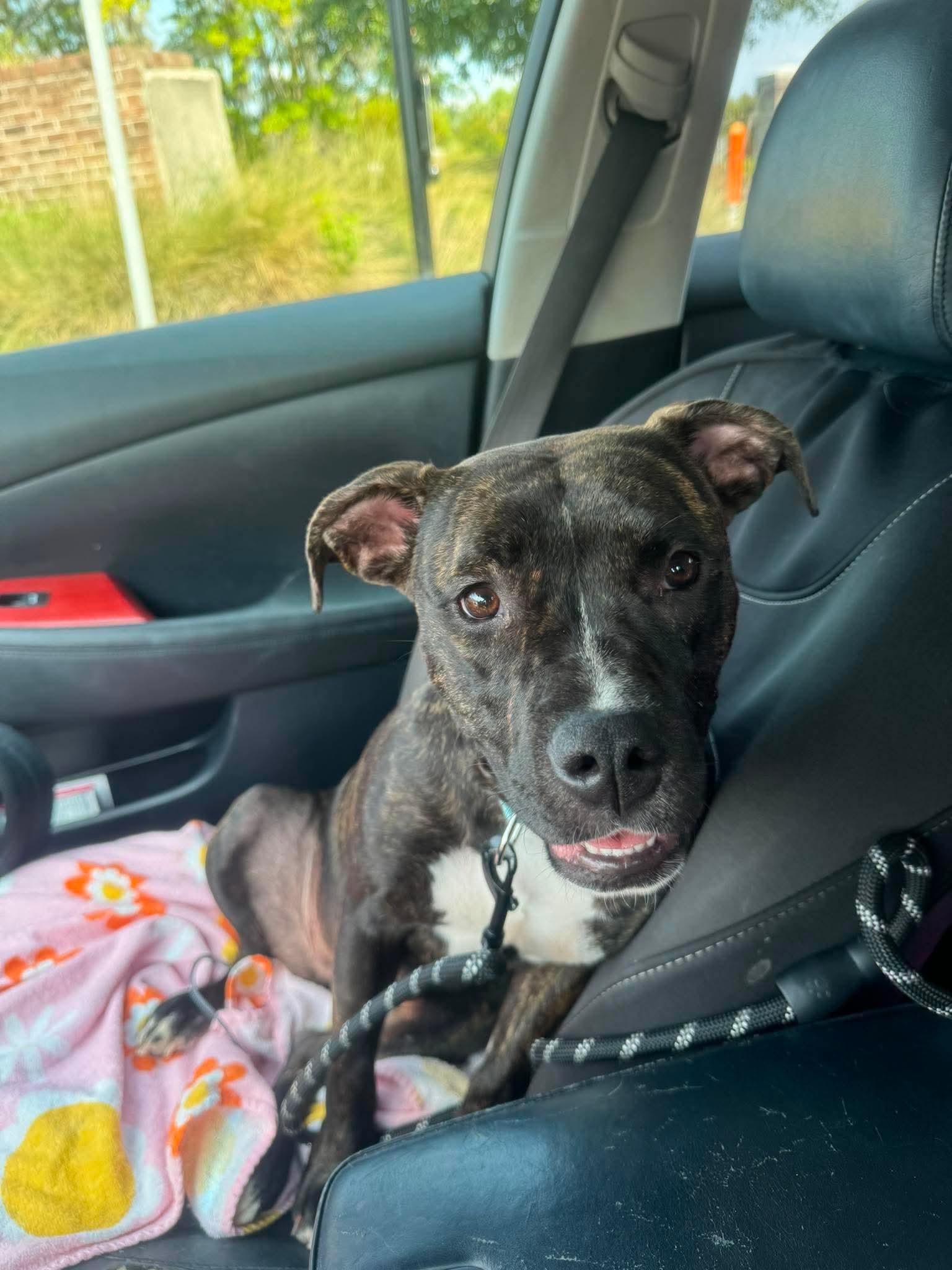 Cricket, a ADOPTABLE mixed breed in Wando, SC image 5/6