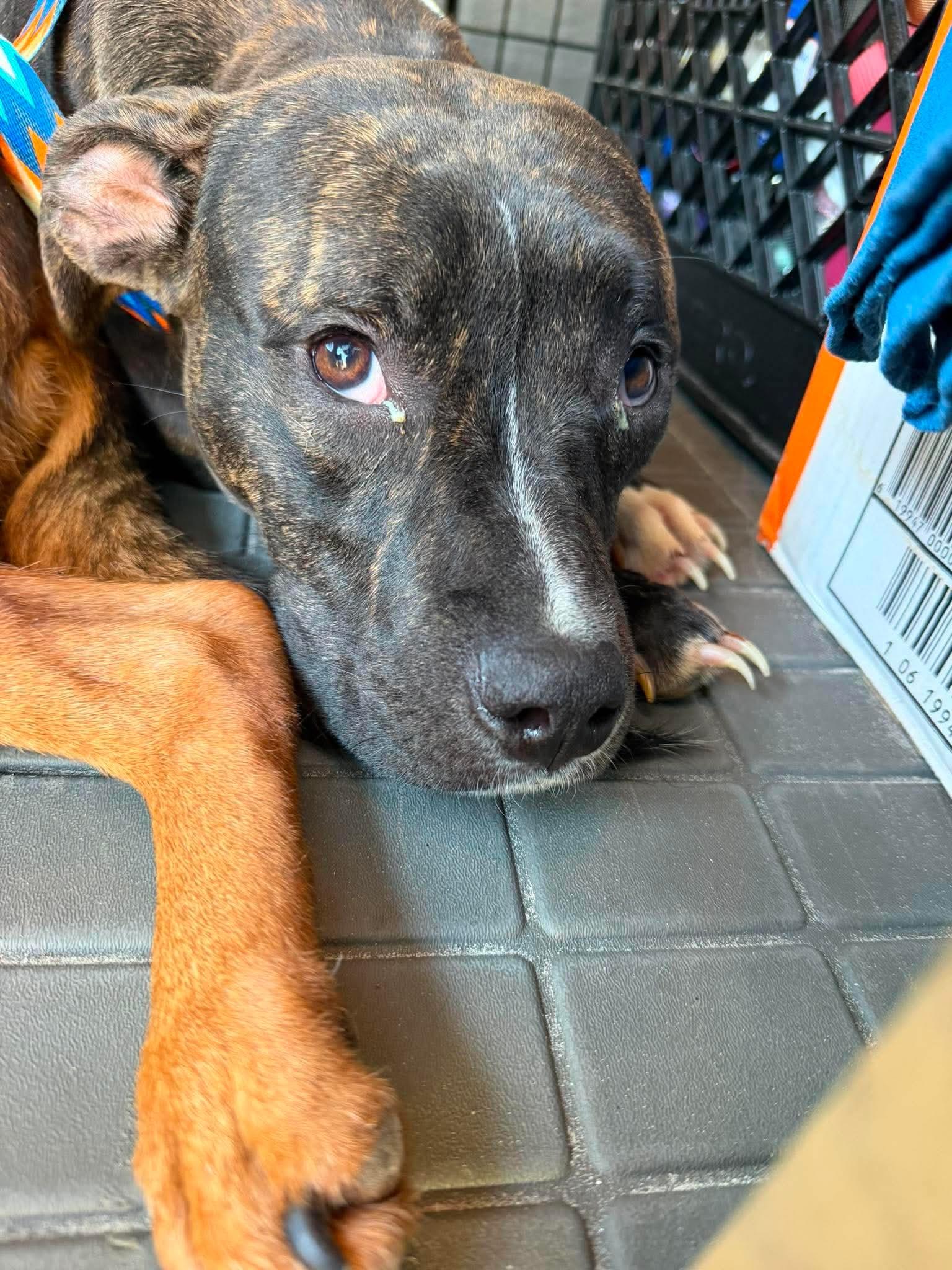 Cricket, a ADOPTABLE mixed breed in Wando, SC image 3/6