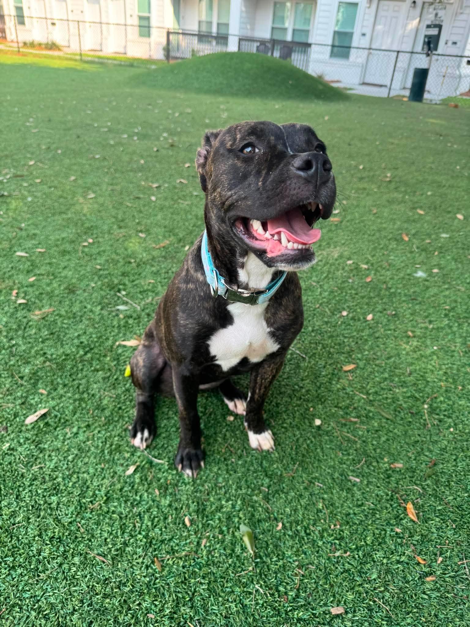 Cricket, a ADOPTABLE mixed breed in Wando, SC image 6/6
