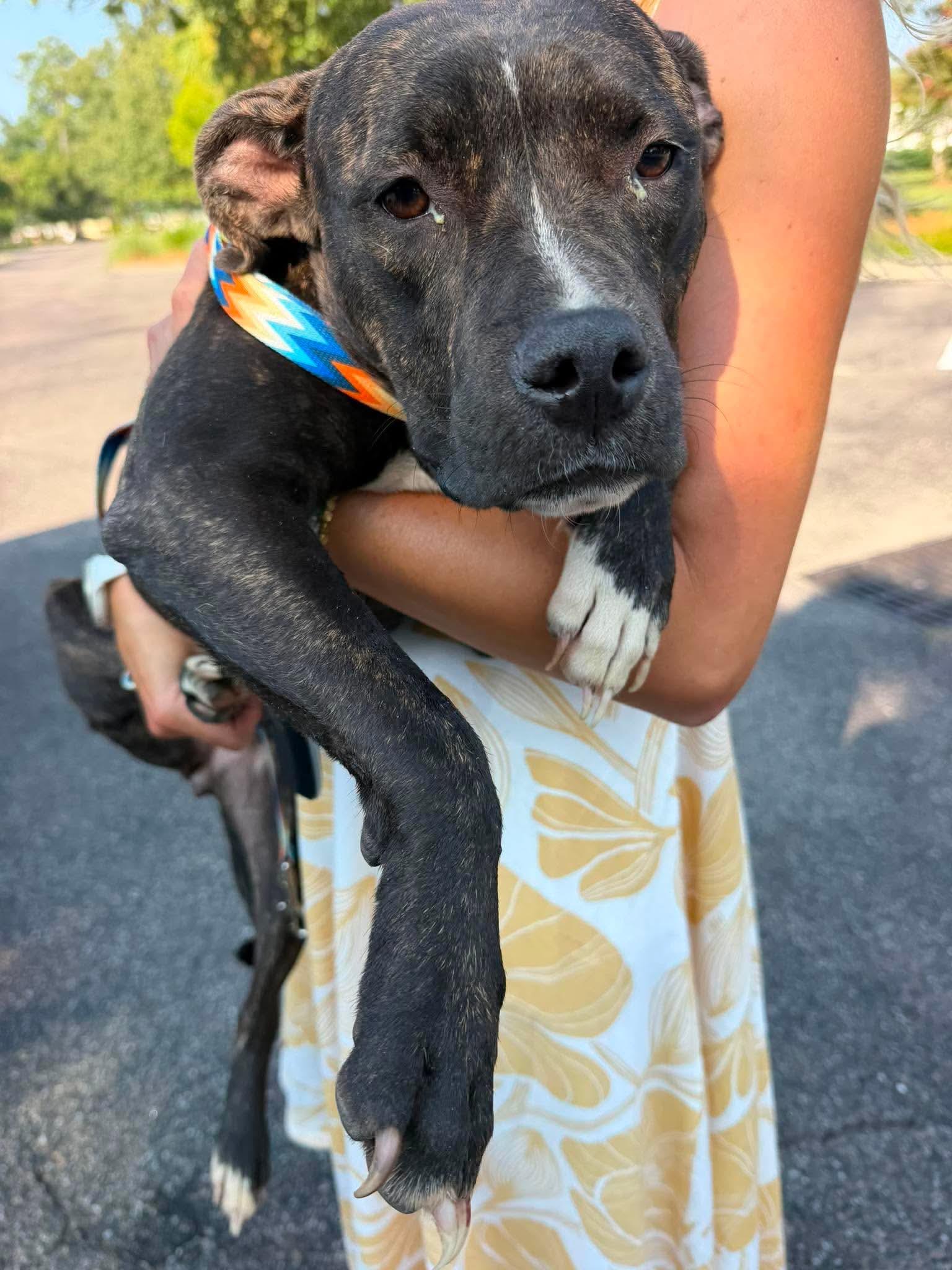 Cricket, a ADOPTABLE mixed breed in Wando, SC image 2/6