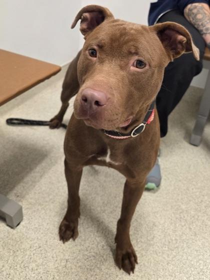 Enlarge Houdini, a Adoptable mixed breed in Mount Holly, NJ image 1/3