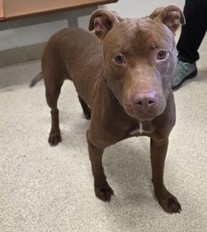 Enlarge Houdini, a Adoptable mixed breed in Mount Holly, NJ image 2/3