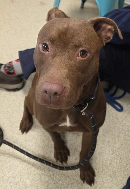 Enlarge Houdini, a Adoptable mixed breed in Mount Holly, NJ image 3/3