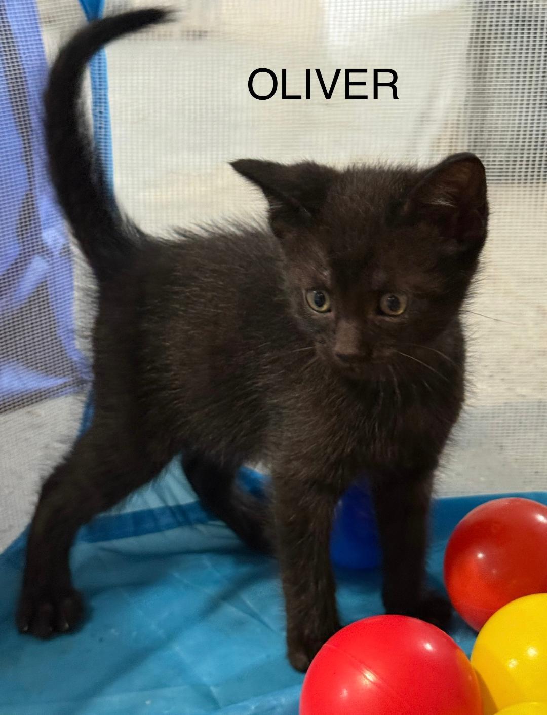 OLIVER, an adoptable Domestic Short Hair in Gresham, WI, 54128 | Photo Image 1