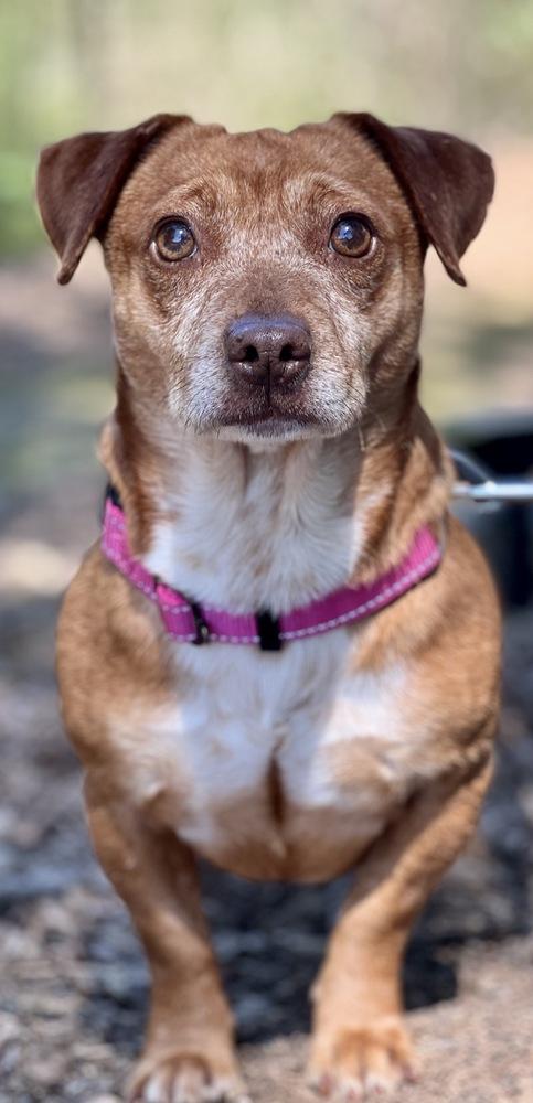Enlarge Pepito, a Adoptable mixed breed in Jamestown, CA image 2/6