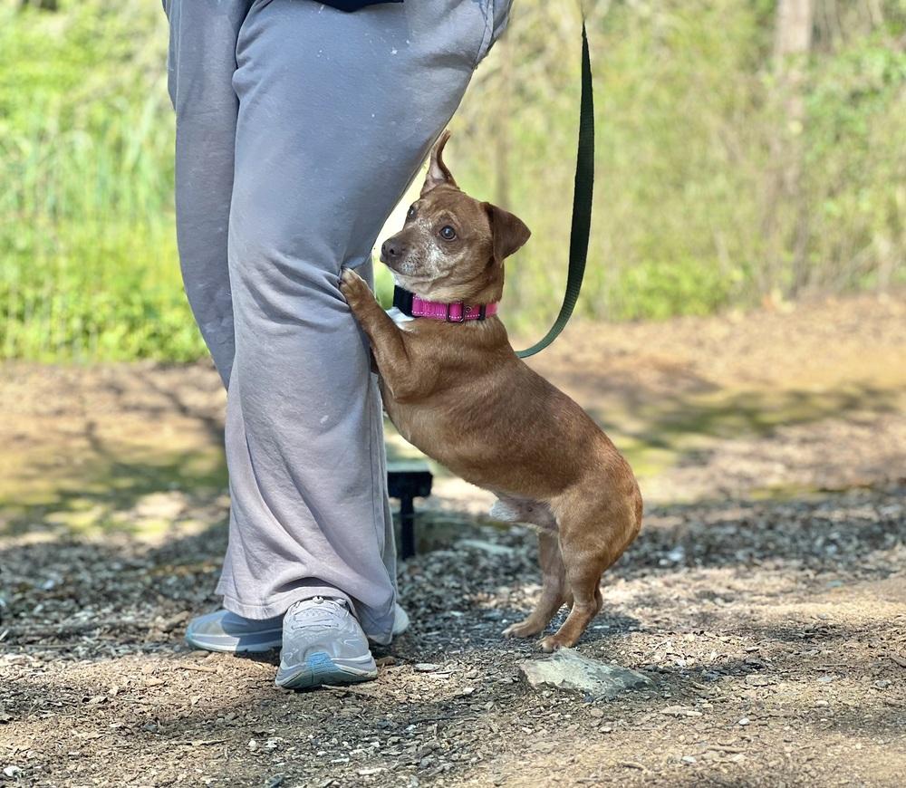 Enlarge Pepito, a Adoptable mixed breed in Jamestown, CA image 3/6