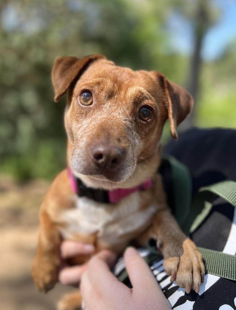 Enlarge Pepito, a Adoptable mixed breed in Jamestown, CA image 4/6