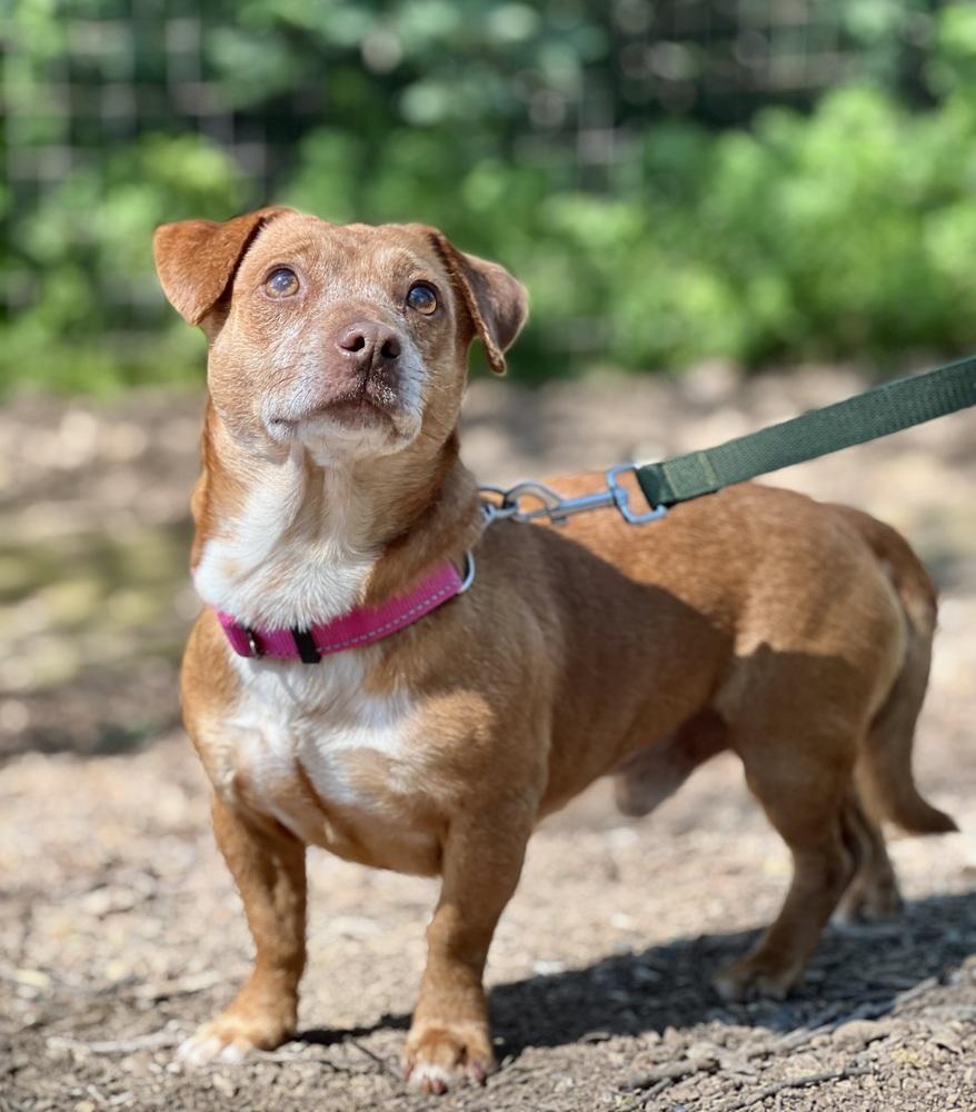 Enlarge Pepito, a Adoptable mixed breed in Jamestown, CA image 5/6