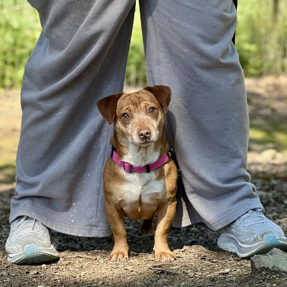 Pepito, Adoptable, Adult Male Dachshund.