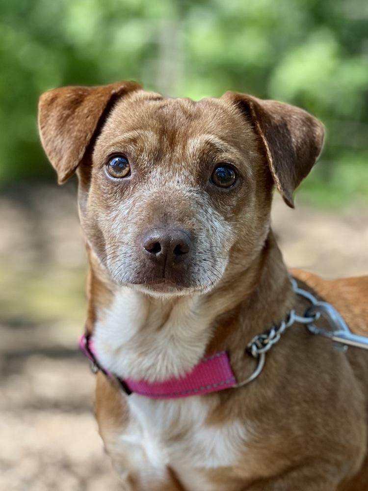 Enlarge Pepito, a Adoptable mixed breed in Jamestown, CA image 6/6