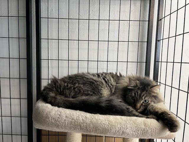 Danny , a Adoptable mixed breed in Carson City, NV image 2/3