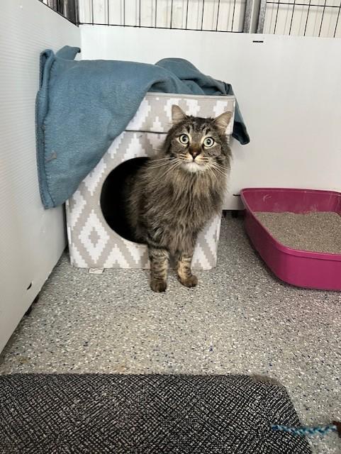 Danny , Adoptable, Adult Male Domestic Long Hair & Maine Coon.
