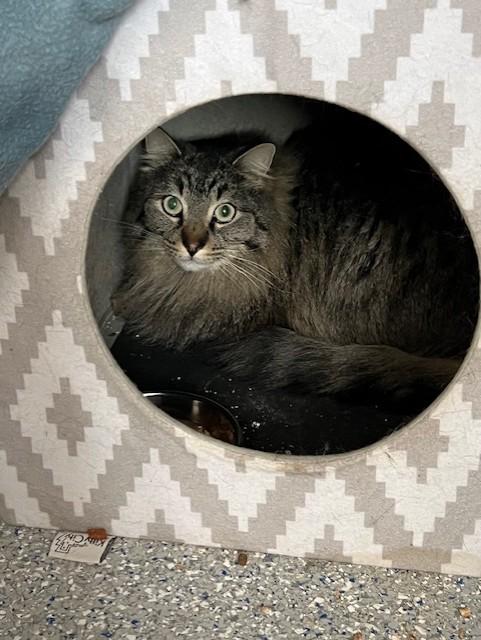 Danny , a Adoptable mixed breed in Carson City, NV image 3/3