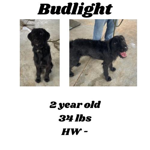 Budlight, Adoptable, Adult Male Labrador Retriever & Poodle.
