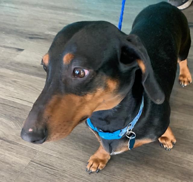Tono, adoptable, Adult Male Dachshund.