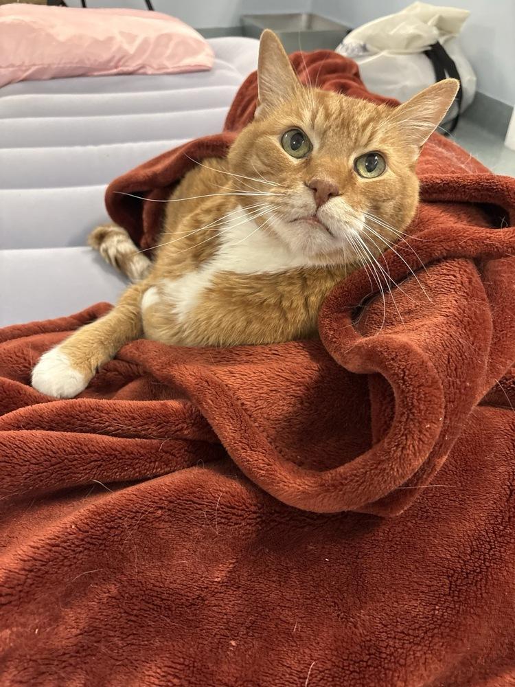 Enlarge Whopper, a Adoptable Domestic Short Hair in Trenton, ME image 1/4