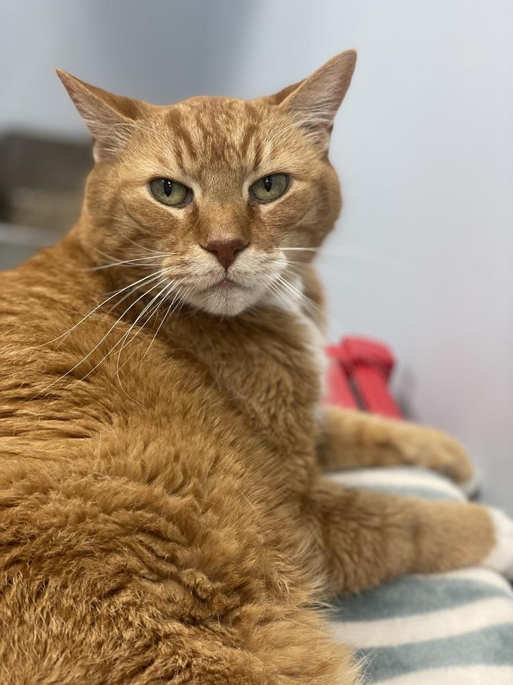 Enlarge Whopper, a Adoptable Domestic Short Hair in Trenton, ME image 2/4