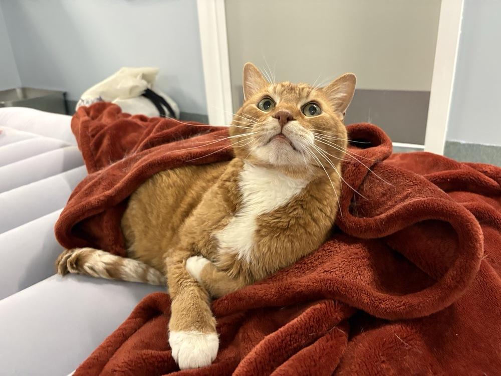 Enlarge Whopper, a Adoptable Domestic Short Hair in Trenton, ME image 4/4