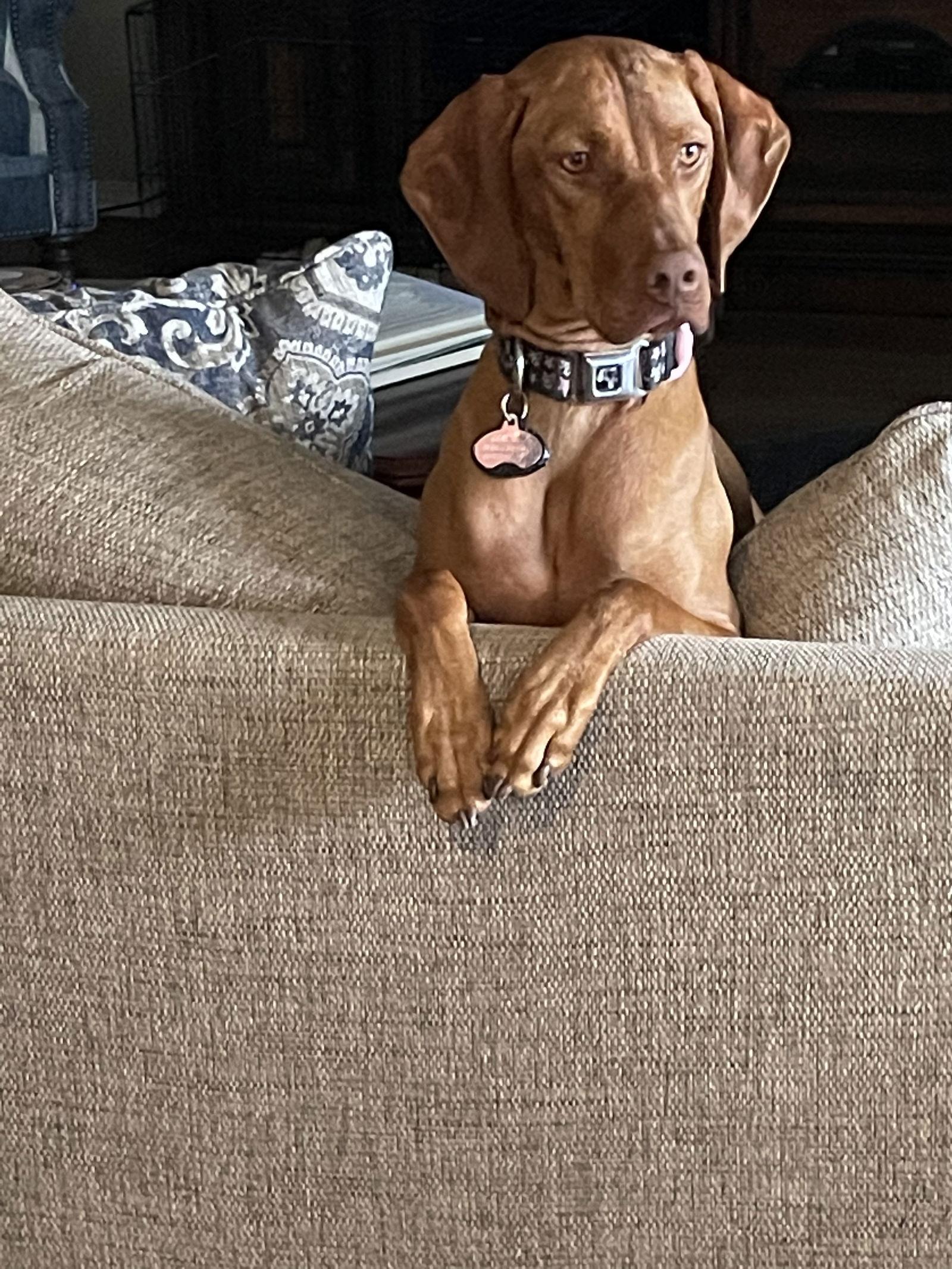Enlarge Lincoln, a Adoptable Vizsla image 1/3