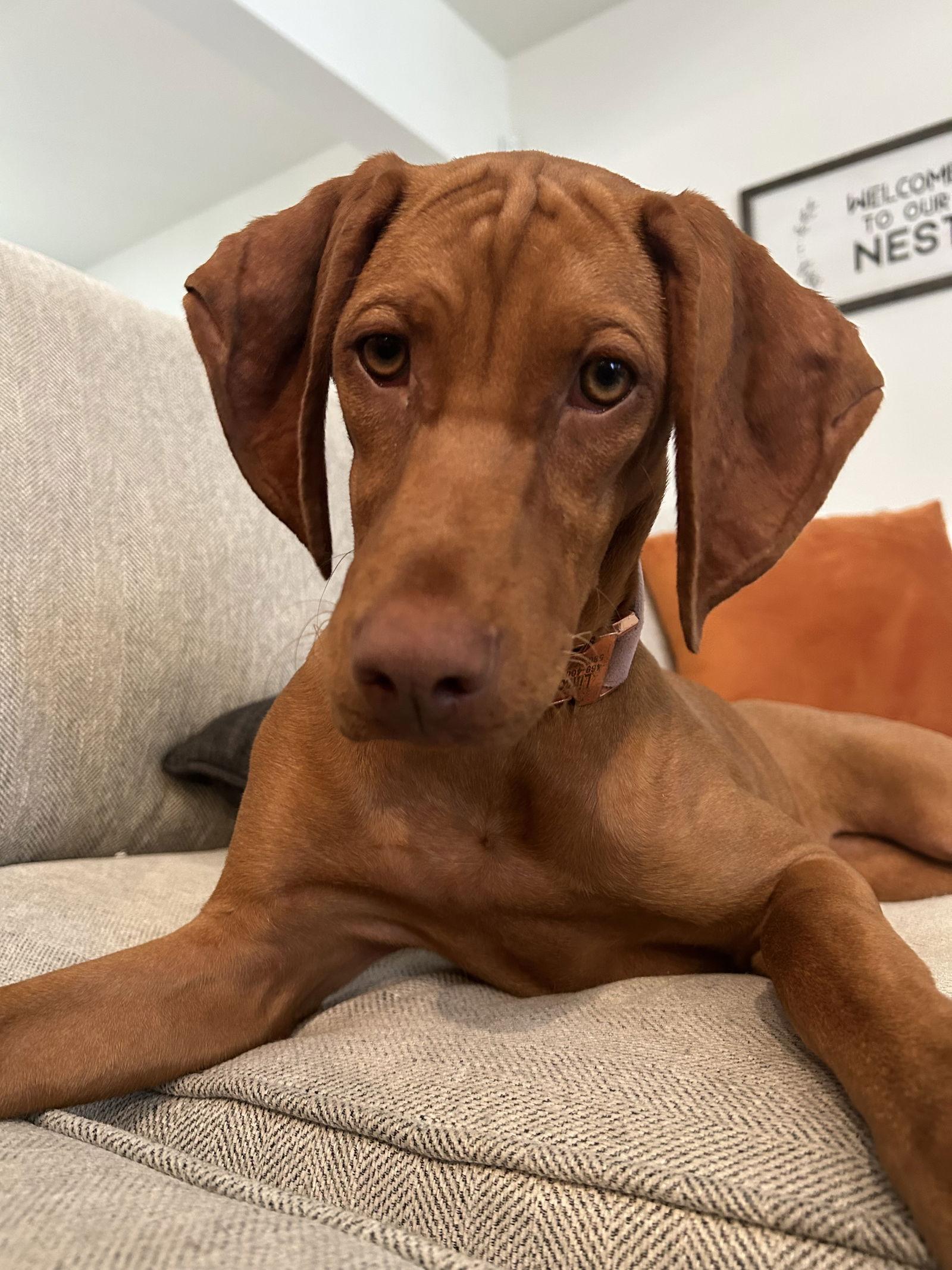 Enlarge Lincoln, a Adoptable Vizsla image 2/3