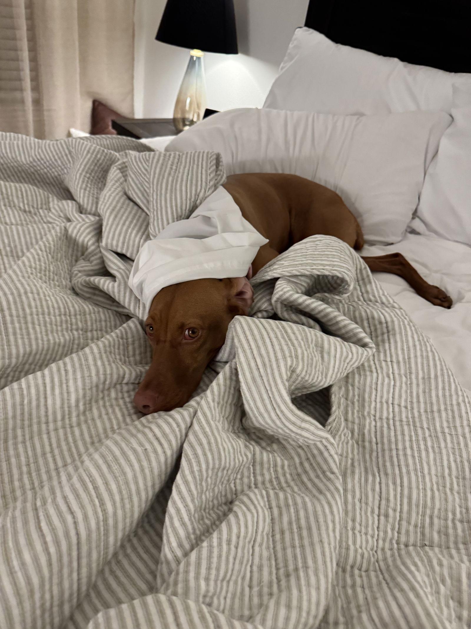 Enlarge Lincoln, a Adoptable Vizsla image 3/3