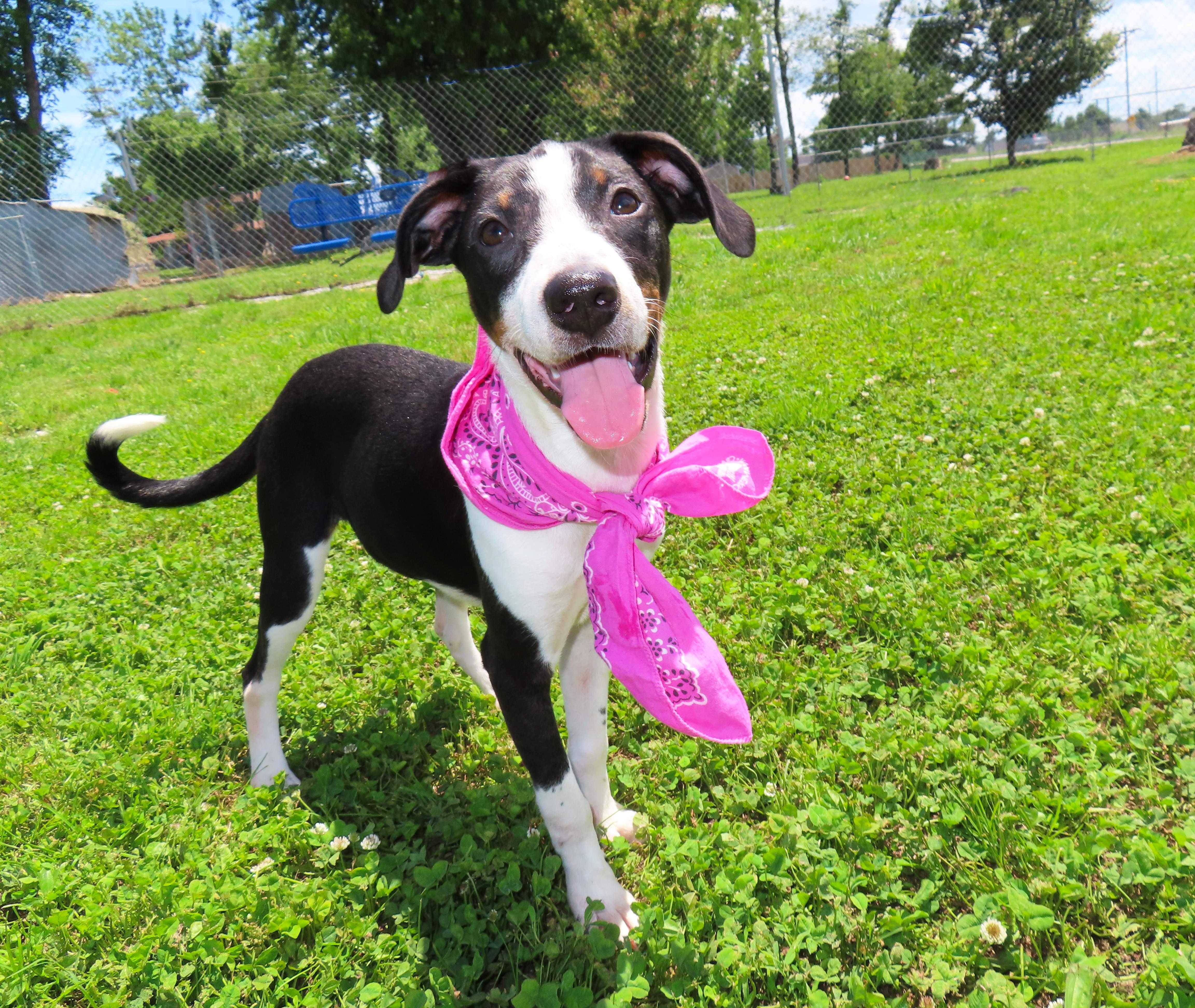 Enlarge Marie 26C-116, an adopted mixed breed in Rogers, AR image 3/5