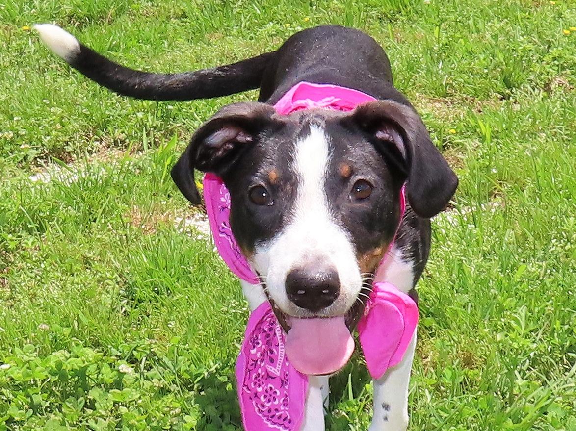 Marie 26C-116, adopted, Puppy Female Fox Terrier & Border Collie.