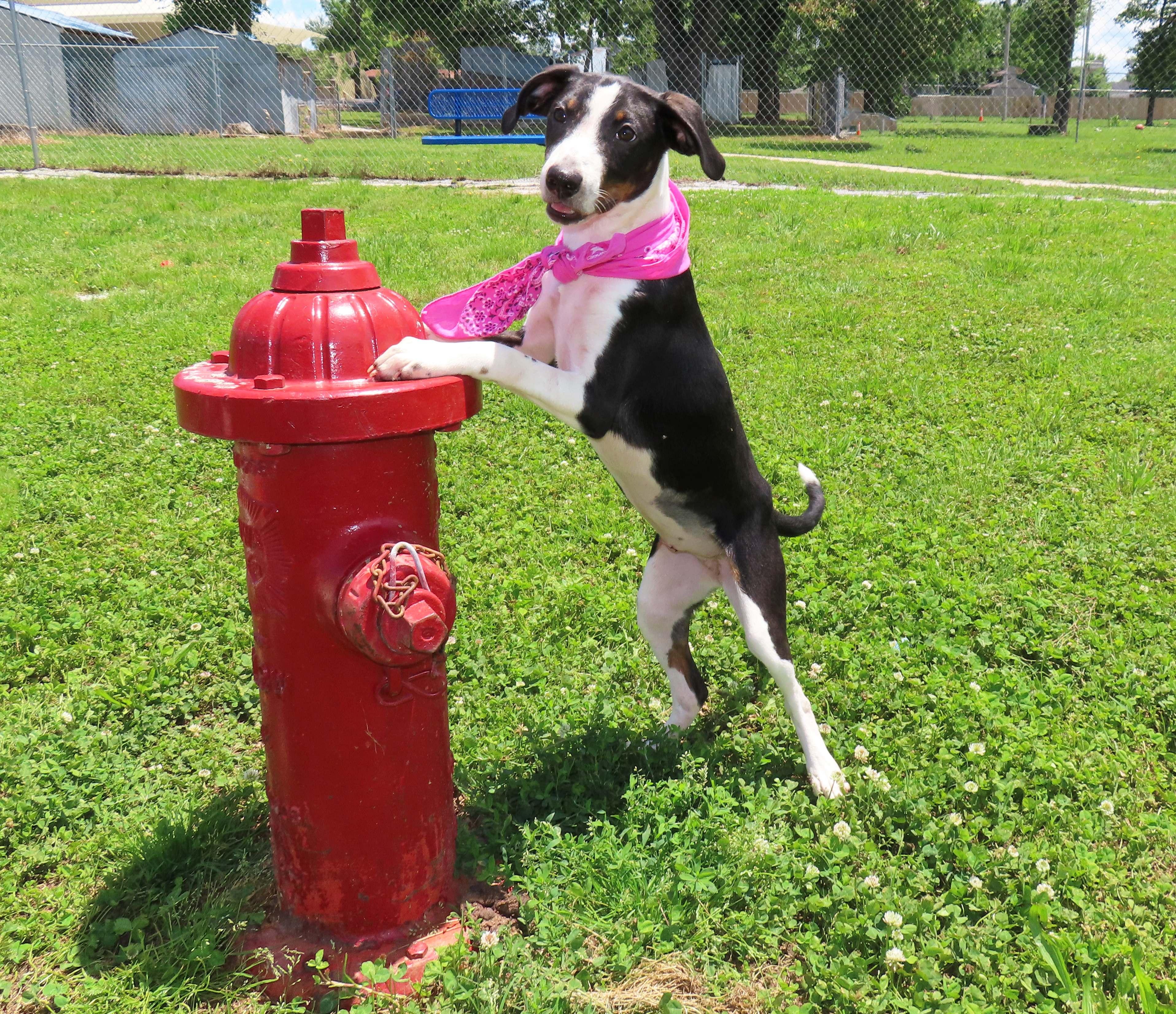 Enlarge Marie 26C-116, an adopted mixed breed in Rogers, AR image 2/5