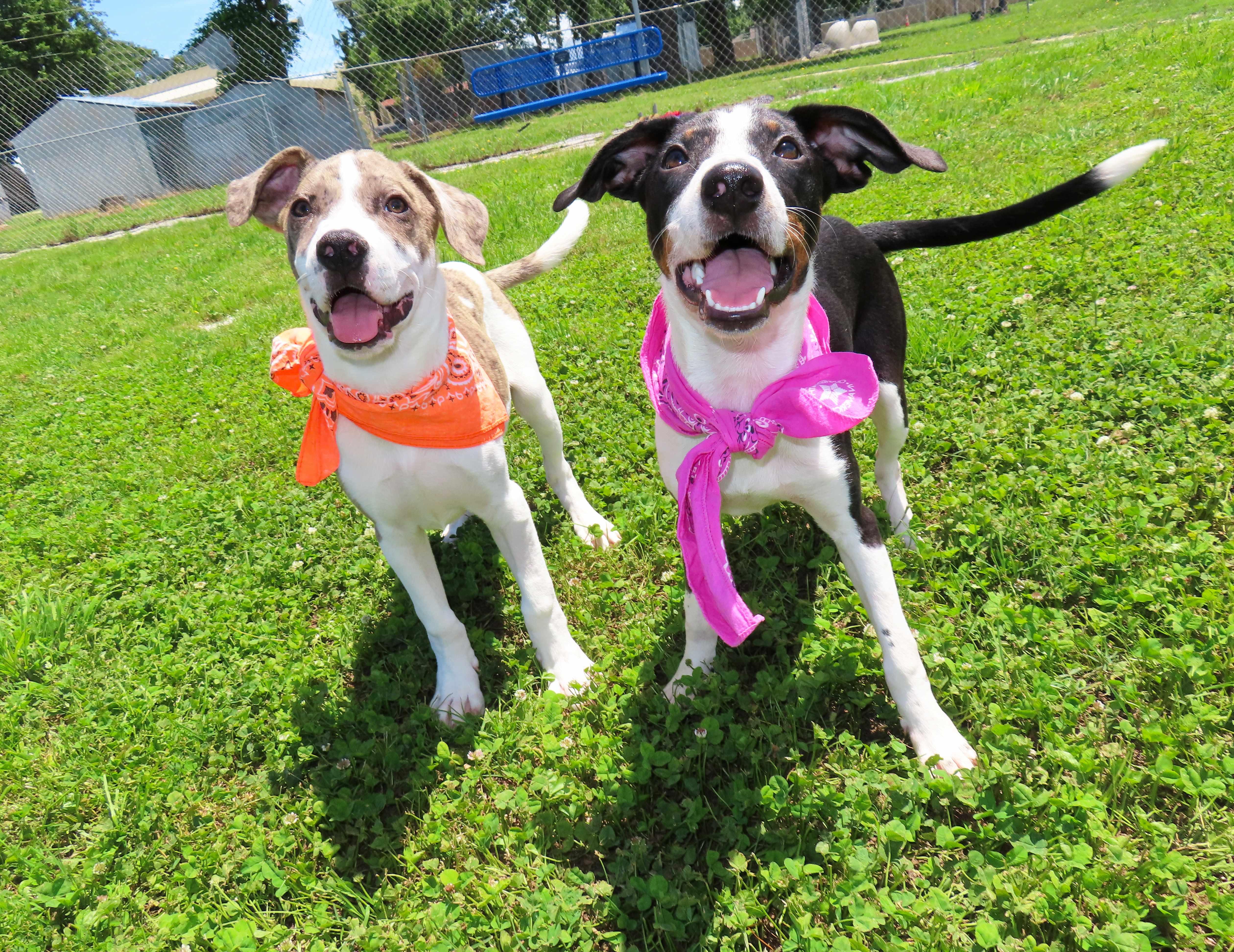 Enlarge Marie 26C-116, an adopted mixed breed in Rogers, AR image 5/5