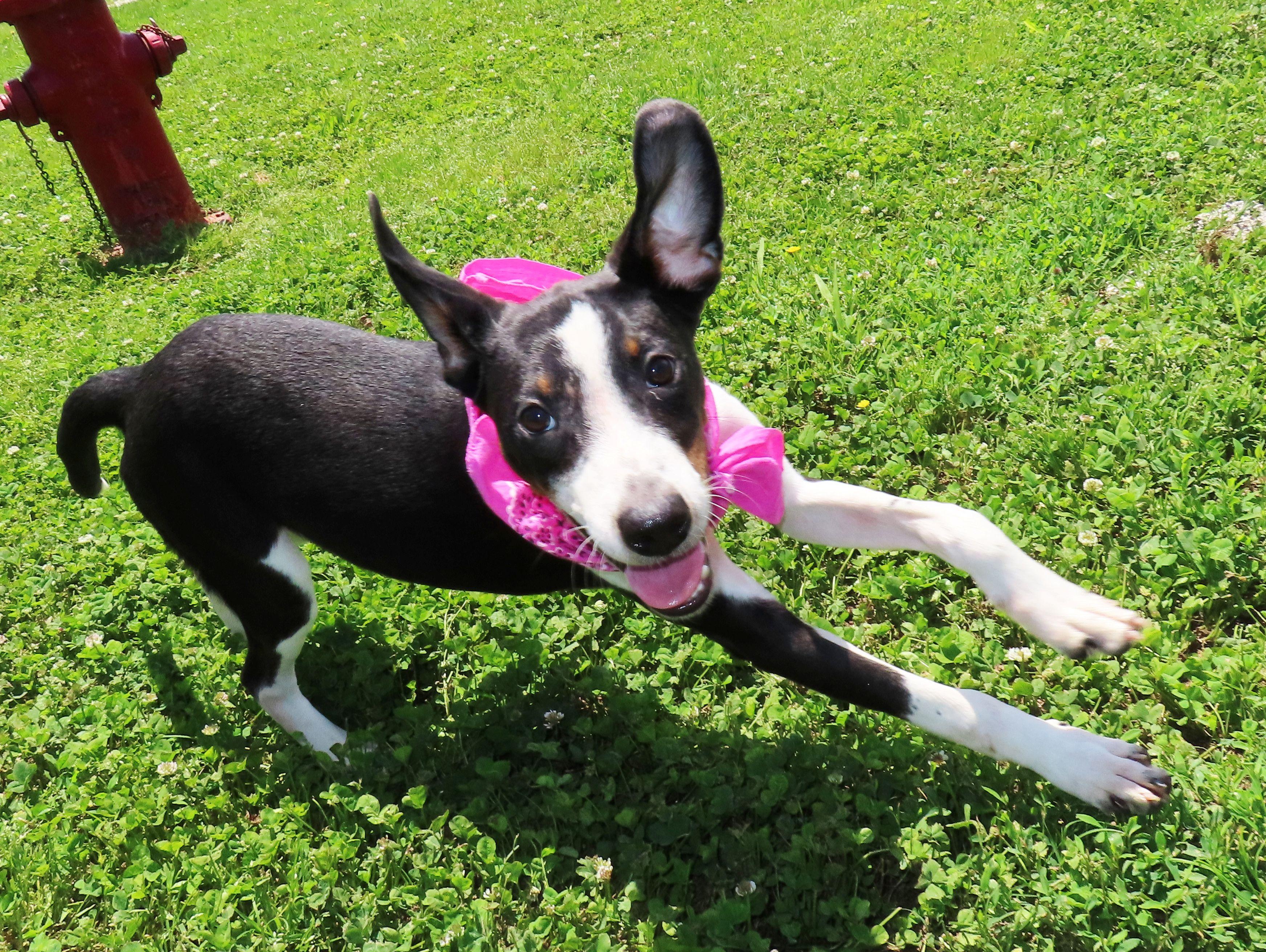 Enlarge Marie 26C-116, an adopted mixed breed in Rogers, AR image 4/5