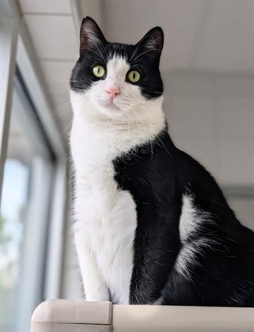 HARRY, Adoptable, Adult Male Domestic Short Hair.