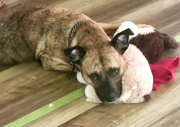 Noel, Adoptable, Adult Female Catahoula Leopard Dog & Cattle Dog.