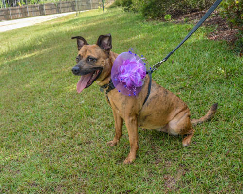 Noel, a Adoptable mixed breed in Irmo, SC image 2/3
