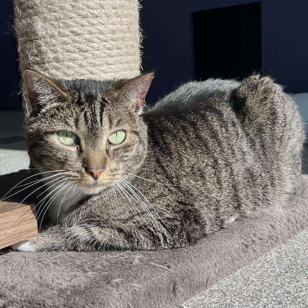 Pepper, Adoptable, Adult Female Domestic Short Hair & Domestic Short Hair.