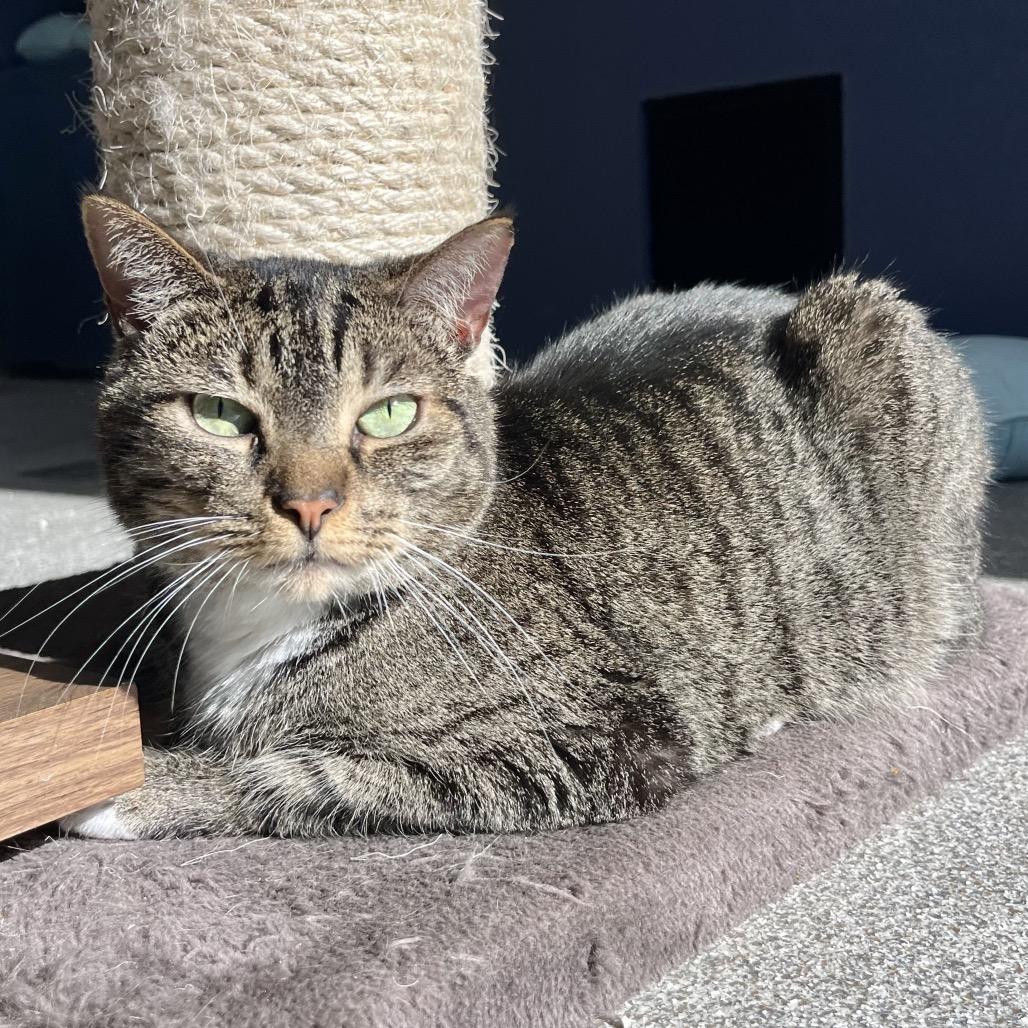 Enlarge Pepper, a Adoptable mixed breed in Englewood, FL image 2/6