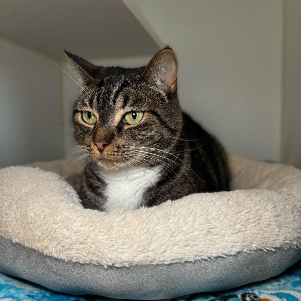 Pepper, Adoptable, Adult Female Domestic Short Hair & Domestic Short Hair.