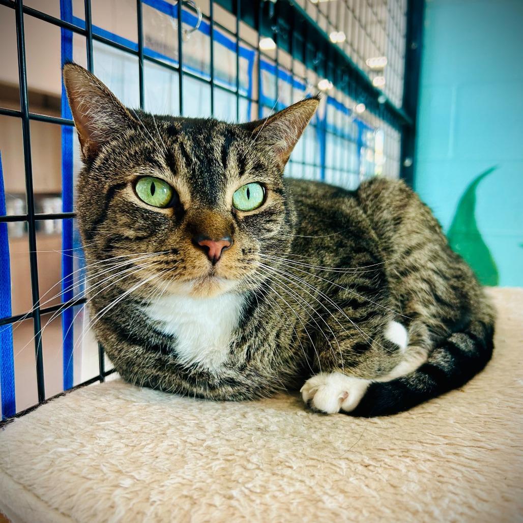 Enlarge Pepper, a Adoptable mixed breed in Englewood, FL image 2/4