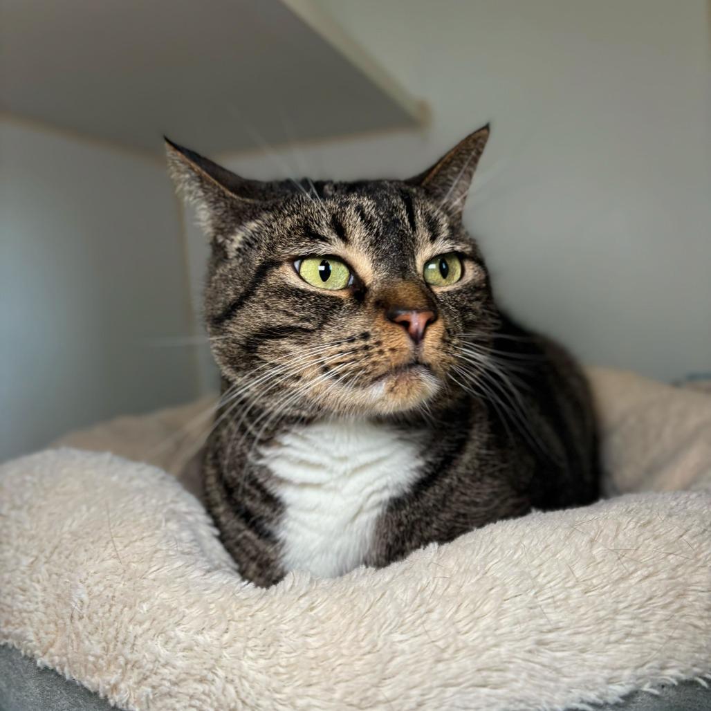 Enlarge Pepper, a Adoptable mixed breed in Englewood, FL image 3/4