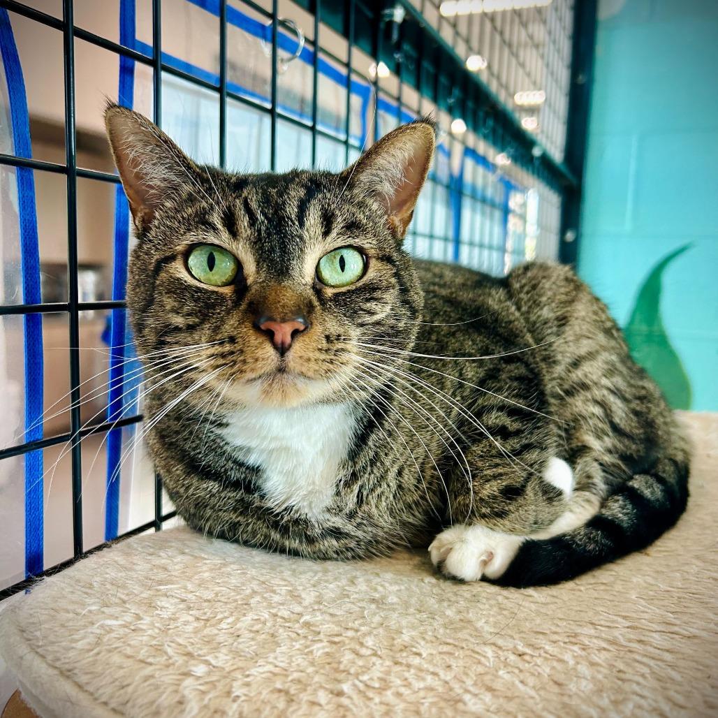 Enlarge Pepper, a Adoptable mixed breed in Englewood, FL image 4/4