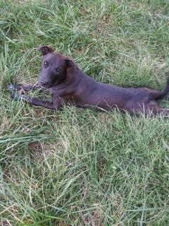 Dutch, a Adoptable mixed breed in Murray, KY image 1/11