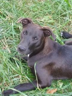 Dutch, a Adoptable mixed breed in Murray, KY image 3/11