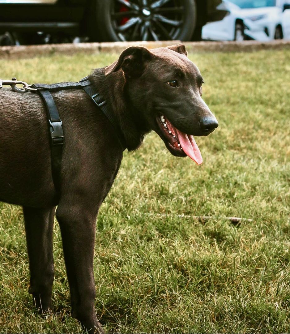 Dutch, a Adoptable mixed breed in Murray, KY image 4/11