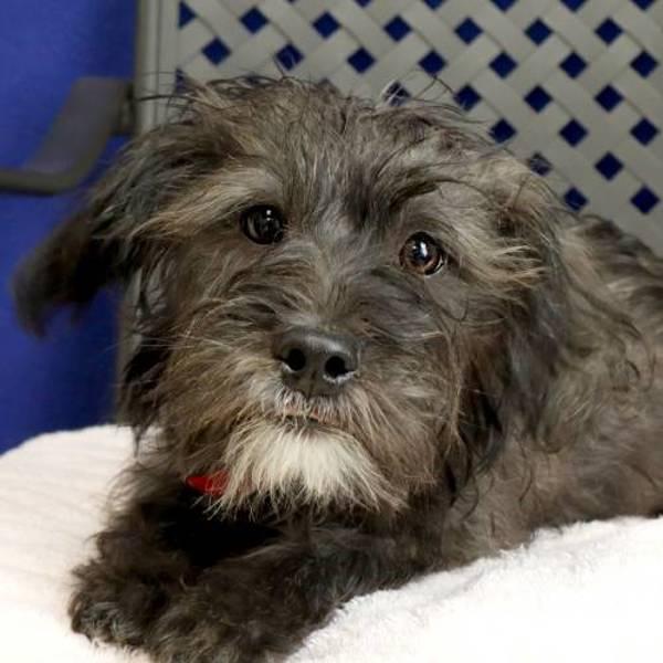 Hunter, Adoptable, Young Male Shih Tzu & Terrier.