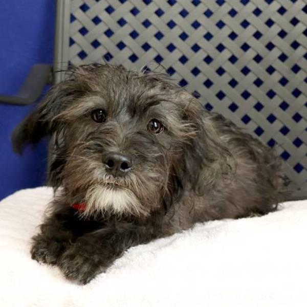 Hunter, a Adoptable mixed breed in Fort Davis, TX image 2/2