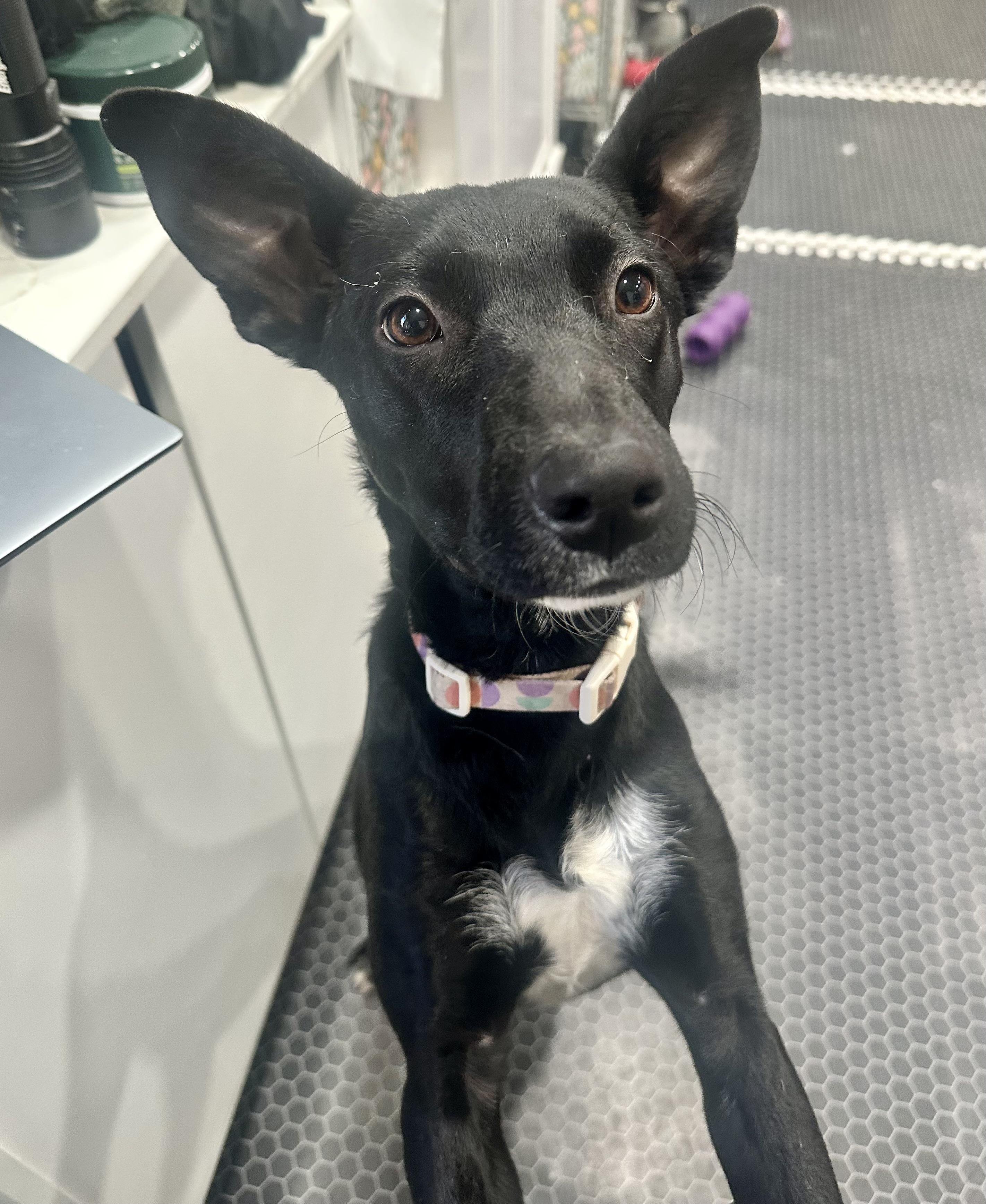 Enlarge Serena, an adopted mixed breed in Littleton, CO image 1/6